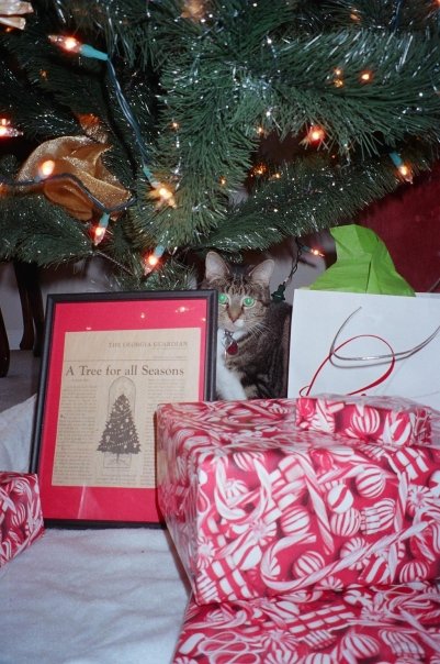 Pickles underneath the Christmas tree.