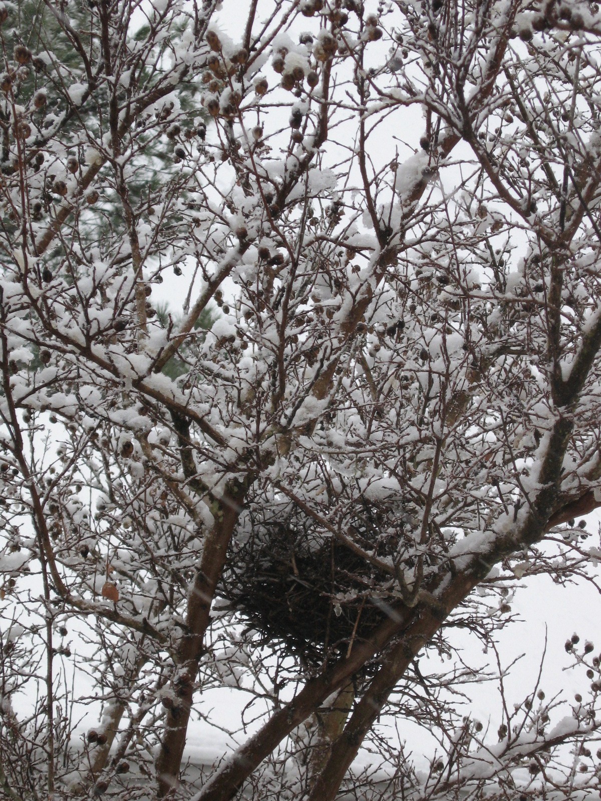 Outdoors, a bird nest in the snow