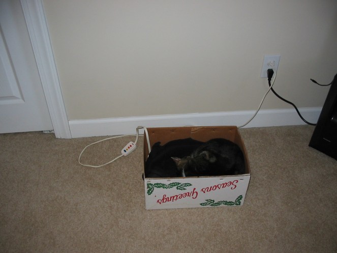 Pickles the cat enjoys a heating pad