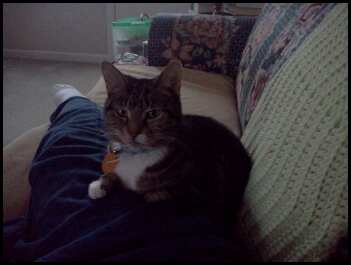 Pickles on the couch