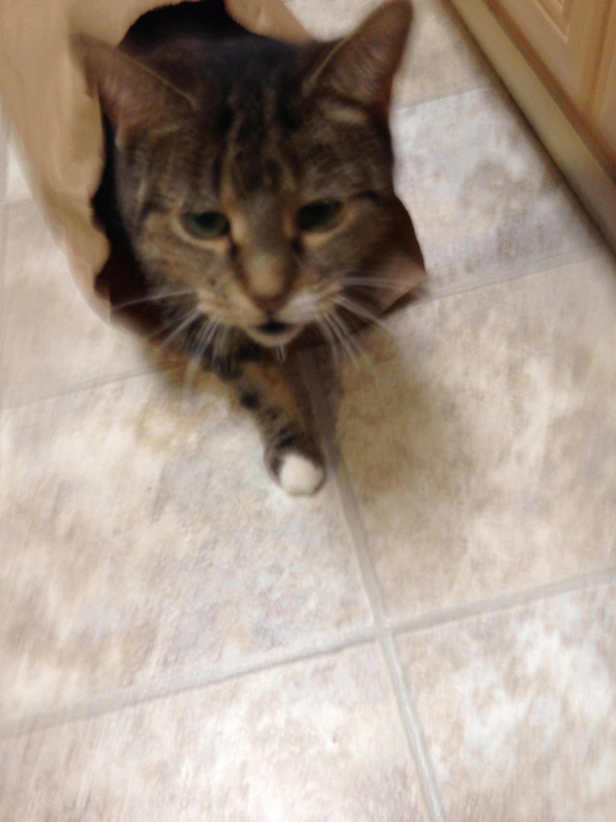 Pickles finishes playing with bag